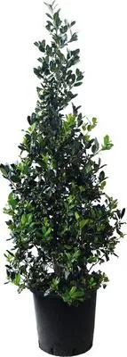 Obrázek produktu pro Cesmína FloraSelf Ilex mutchagara 'Nellie R. Stevens' výška 100-120 cm květináč 25 l