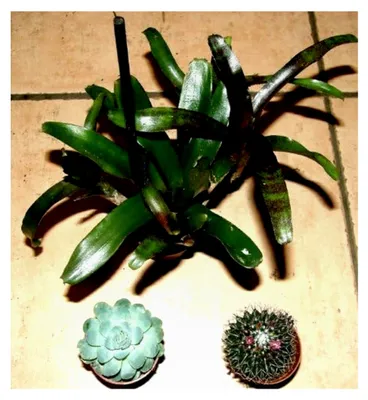 Produktbild von 3 getopfte Sukkulenten, 3 Kakteen und 3 Bromelien im Pflanzenmix