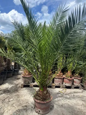 Produktbild von Palme Phoenix Canariensis HÖHE ca. 180 cm Winterhart bis -12 °C Spitzen Qualität
