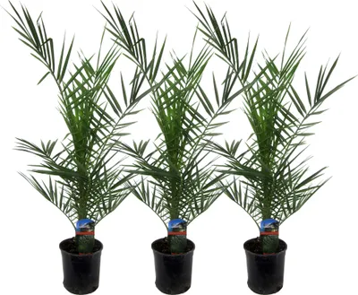 Zdjęcie produktu dla Trendyplants - 3x Phoenix Canariensis - palma daktylowa - mrozoodporna - roślina ogrodowa - wysokość 70-90 cm - rozmiar doniczki Ø15cm