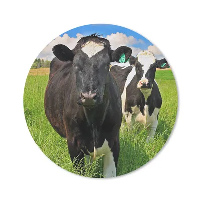 Produktbild von MuchoWow® Mauspad Mousepad Kuh - Gras - Natur - Tiere 40x40 cm - Mousepads - Maus Mat - Pad - Mausunterlage - Schreibtisch Accessoires
