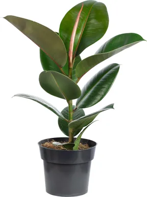 Produktbild von Pflegeleichter Gummibaum - Ficus elastica 'Robusta' - ca. 45 cm hoch, Topf-Ø 17 cm