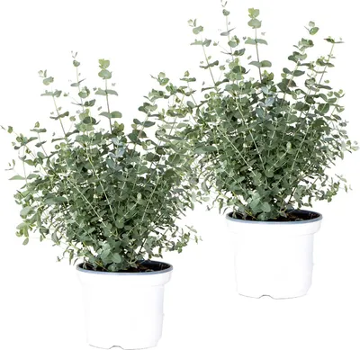 Image de Bloomique - Lot de 2 - Eucalyptus gunnii - Gommier - Arbuste - Persistant - 40-50 cm