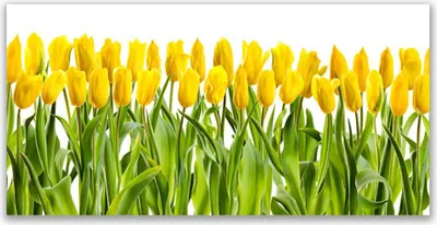 Produktbild von Glasbilder 120x60 Wandbild Druck auf Glas Tulpen Pflanzen