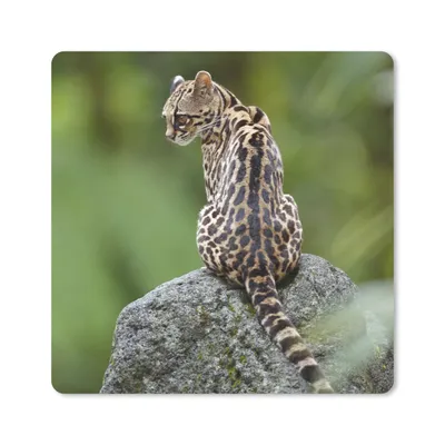 Produktbild von MuchoWow® Mauspad Mousepad Baumkatze auf Stein 20x20 cm - Mousepads - Maus Mat - Pad - Mausunterlage - Desk Mat - Bureauartikeln