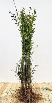Produktbild von Ligustrum vulgare 'Atrovirens', Gewöhnlicher Liguster, immergrün,15 - 30