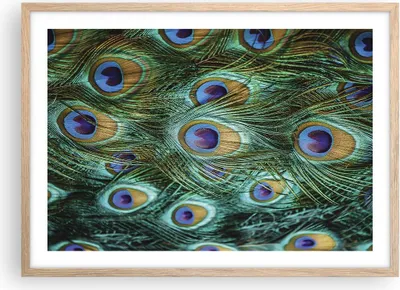 Produktbild von Gerahmtes Poster - Rahmen in heller Eiche - Pfauen Feder Makro - 70x50 cm - Wand Bild - Wanddeko - Wandbilder - Wandposter - Bilderrahmen - Bilder - Kunstdruck - Wandbild - P2NAA70x50-4159