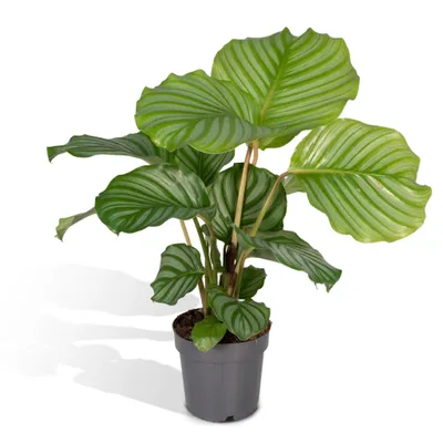 Produktbild von Meergroothandel Calathea Orbifolia - 50 cm, ø 14 cm