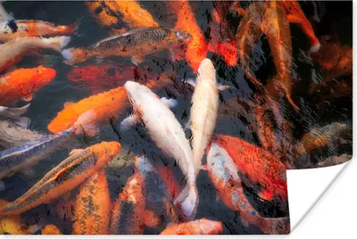 Produktbild von MuchoWow® Poster Ein Teich mit Koi-Karpfen von oben 60x40 cm - Schlafzimmerdekoration