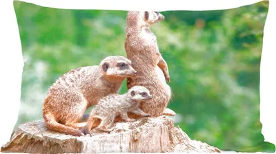Produktbild von MuchoWow® Zierkissen Sofakissen Wohnzimmer Dekokissen 50x30 cm Erdmännchen - Baumstumpf - Jungtier - Wohnzimmerdekoration - Polster mit Photo