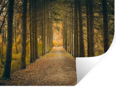 Produktbild von MuchoWow® Wandtattoo Wandsticker Wandaufkleber Pfad - Bäume - Wald 40x30 cm Selbstklebend und Repositionierbar - Faltenfrei