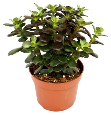 Produktbild von Crassula portulacea minor - Pfennigbaum - große Pflanze im 12cm