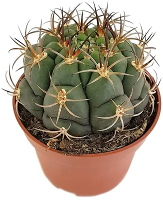 Produktbild von Fangblatt - Gymnocalycium saglionis - breitkugeliger Kaktus Ø 10 cm Topf - pflegeleichte Zimmerpflanze