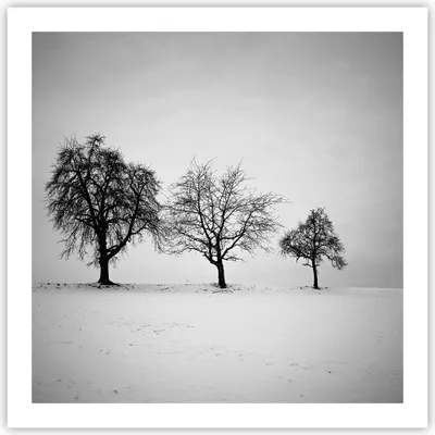 Produktbild von Poster - Poster ohne Rahmen - Winter Bäume Schnee - 60x60 cm - Wand Bild - Wanddeko - Wandbilder - Kunstposter - Wandposter - Bilder - Kunstdruck - Wanddekoration - Wandbild - P2XAC60x60-4958