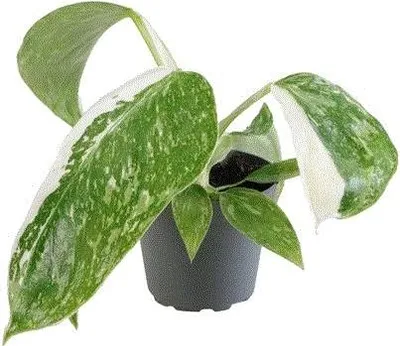 Obrázok produktu pre Gardners Philodendron Jose Buono, priemer 6 cm