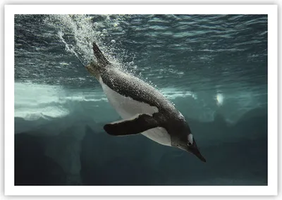 Produktbild von Poster - Poster ohne Rahmen - Tauchen Pinguin Gletscher - 100x70 cm - Wand Bild - Wanddeko - Wandbilder - Kunstposter - Wandposter - Bilder - Kunstdruck - Wanddekoration - Wandbild - P2XAA100x70-4189