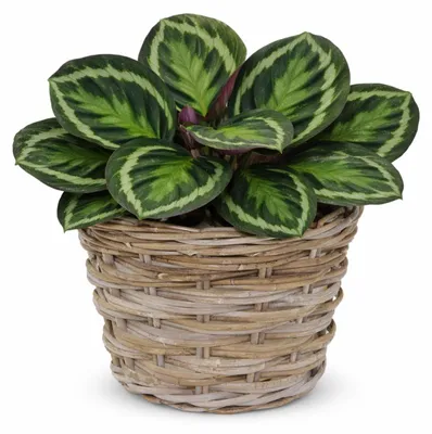 Produktbild von Mega Collections Pflanzenkorb Koudum - Rattan - D35 x H25 cm - hellbraun/grau