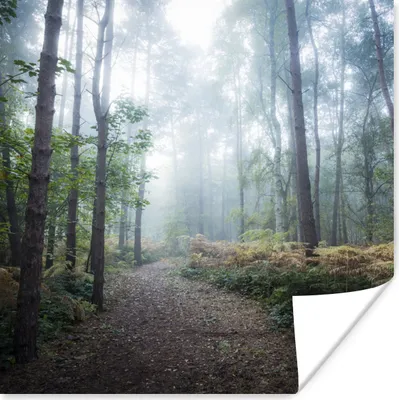 Produktbild von MuchoWow® Poster Wald - Nebel - Weg 75x75 cm - Wand Dekoration