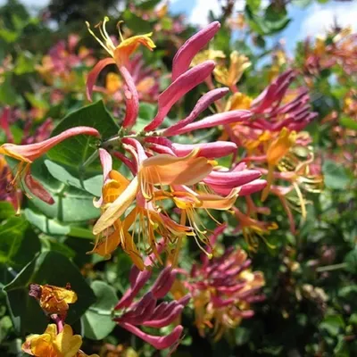 Produktbild von 2 x Geißblatt American Beauty (Lonicera): 2-er set Geißblatt American Beauty Kletterpflanzen - Rot/Orange & Winterhart | 2 x 1,5 Liter Töpfe