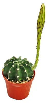 Produktbild von Echinopsis subdenundata - kleine Pflanze im 5,5cm Topf