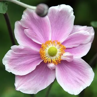 Produktbild von 6 x Filzige Herbst Anemone  - Anemone tomentosa 'Albadura'  | Topf 9x9 cm