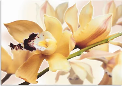 Produktbild von ARTland Wandbild Alu für Innen & Outdoor Gelbe Orchidee Größe: 70x50 cm
