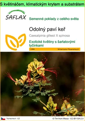 Obrázek produktu pro SAFLAX Garden to go - Odolný paví keř - Caesalpinia gillesii X spinosa - 10 Semena - S květináčem, klimatickou poklicí a pěstebním substrátem