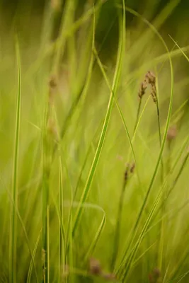 Zdjęcie produktu dla Carex brunnea 'Honeymoon', Ziergras, pojemnik 2 litry