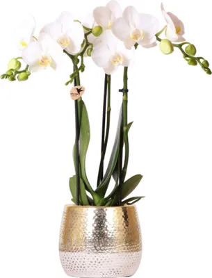 Zdjęcie produktu dla Kolibri Orchids - biala orchidea Phalaenopsis - Amabilis + doniczka Elite zlota - rozmiar doniczki 9 cm - wysokosc 40 cm - kwitnaca roslina doniczkowa