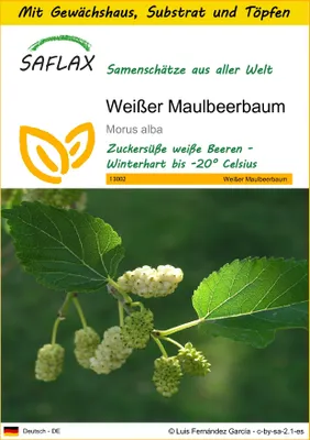 Produktbild von SAFLAX Anzucht Set - Weißer Maulbeerbaum - Morus alba - 200 Samen - Mit Mini-Gewächshaus, Anzuchtsubstrat und 2 Töpfen