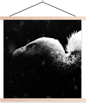 Produktbild von MuchoWow® Textilposter Nahaufnahme eines Geiers vor schwarzem Hintergrund - schwarz und weiß 40x40 cm mit holzfarbenen Rahmen - Posterleiste