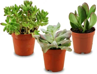 Obrázek produktu pro Mini sukulentní mix - 3 rostliny, prumer 5cm, výška 10cm, nenárocné na péci