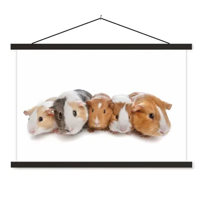 Produktbild von MuchoWow® Textilposter Fünf Meerschweinchen 90x60 cm mit schwarzem Rahmen - Aufhängungssatz