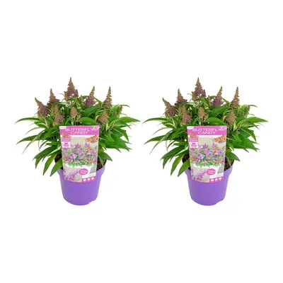 Produktbild von Bloomique - 2er-Set - Buddleja Butterfly Little Purple - Schmetterlingsflieder - Gartenpflanzen - Winterhart - 30-40 cm Hoch - Topf 19 cm