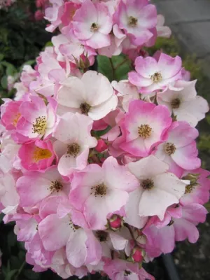 Produktbild von Strauchrose Ballerina - Rosa Ballerina - Moschus-Rose - Wildrose- Bodendeckerrose