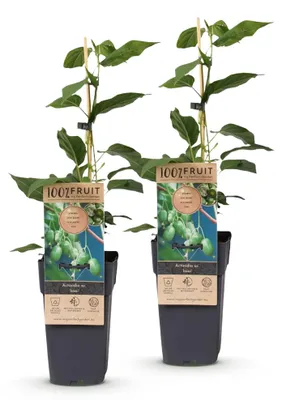 Produktbild von Green boutiQ - Obstpflanze - Actinidia arguta Issai - Kiwi-Pflanze - Selbstbestäubend - Grüne Frucht - 2 Pflanzen - Topf 15cm - Höhe 50cm
