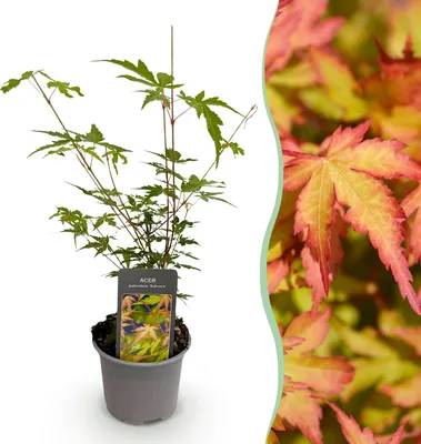Image de Green boutiQ - Plante de jardin - Acer palmatum Sangokaku - Vert - 1 plante - À feuilles caduques - Peu d'entretien - Pot de 12 cm, hauteur 35 cm