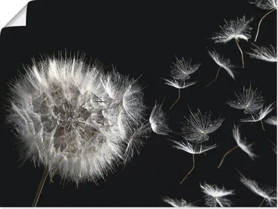 Produktbild von ARTland Poster Pusteblume Größe: 120x90 cm