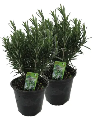 Produktbild von Enseleits 2er Set XXL italienischer Rosmarin im  Topf - Rosmarinus officinalis