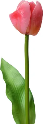 Obrázek produktu pro Clayre & Eef umělá květina tulipán 32 cm růžová plastová