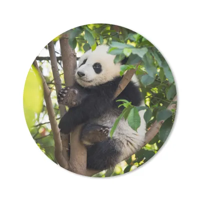 Produktbild von MuchoWow® Mauspad Mousepad Panda - Tier - Baum 40x40 cm - Mousepads - Maus Mat - Pad - Mausunterlage - Schreibtisch Accessoires