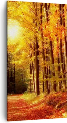 Produktbild von Bild auf Leinwand - Leinwandbild - Pfad Blätter Wald - 45x80cm - Wand Bild - Wanddeko - Wandbilder - Leinwanddruck - Bilder - Kunstdruck - Wanddekoration - Leinwand bilder - Wandkunst - PA45x80-0171