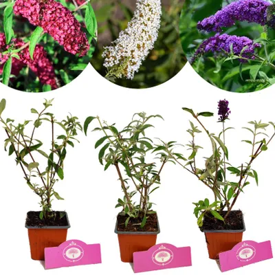 Produktbild von Set mit 3 Schmetterlingssträuchern – Buddleja davidii – Höhe 25 cm – 9 cm Topf