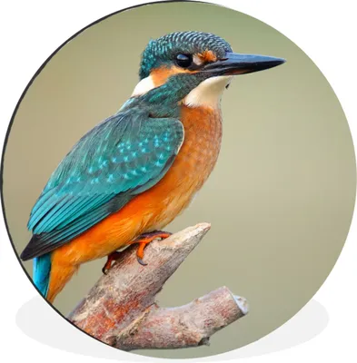 Produktbild von MuchoWow® Aluminium Wandkreis Vogel - Eisvogel - Zweig Ø 30 cm Wanddeko Modern Wohnzimmer - Wand Bild - Wohnzimmer - Runde Bilder - Alubilder - Kunst für zu Hause - Aluminium - Wanddekoration