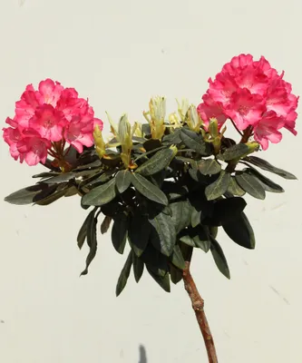 Produktbild von Rhododendron 'Yakushimanum' "Fantastica" Hochstamm 60 cm
