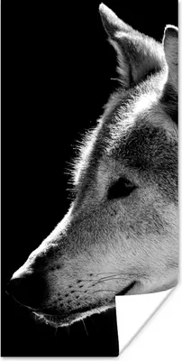 Produktbild von MuchoWow® Poster Wildlife - Wolf - Schwarz - Weiß 60x120 cm - Wandschmuck