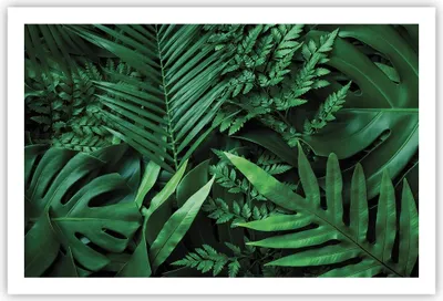 Produktbild von Poster - Poster ohne Rahmen - Exotisch Blätter Monstera - 91,5x61 cm - Wand Bild - Wanddeko - Wandbilder - Kunstposter - Wandposter - Bilder - Kunstdruck - Wanddekoration - Wandbild - P2XAA91x61-4746