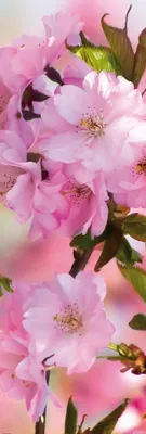 Produktbild von Blumen Kunstdruck Bild - Kirschblüten (158 x 53 cm)