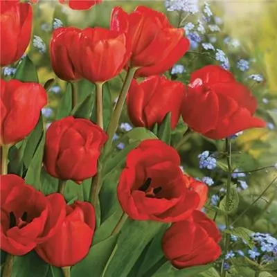 Produktbild von 20 Servietten Bunch of Red Tulips - Rote Tulpen im Blumenfeld 33x33cm