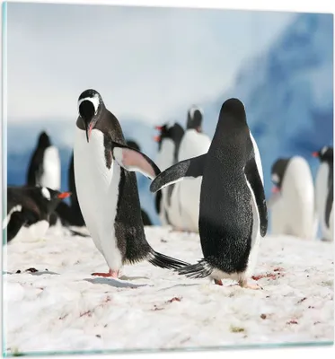 Produktbild von Bilder auf glas - Pinguine Winter Natur Schnee - 50x50cm - Glasbilder - Wandbilder - Kunstdruck - zum Aufhängen bereit - Wanddekoration aus Glas - Glas Bilder - Wandbild auf Glas - GAC50x50-2974